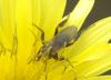 Empis sp.